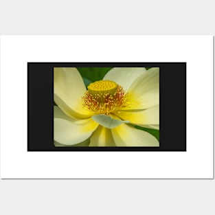 Yellow Lotus Flower display Posters and Art